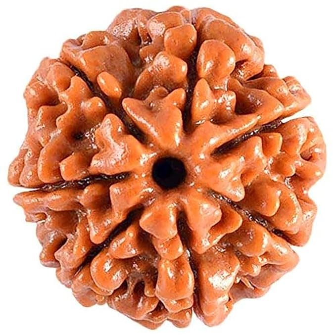 7 Mukhi Nepali Rudraksha