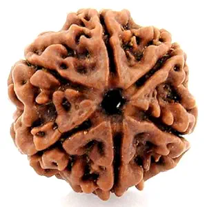 6 Mukhi Nepali Rudraksha